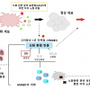 세포 노화, 실은 ‘전염’ 된다…‘노화 전이’ 단백질 세계 첫 규명