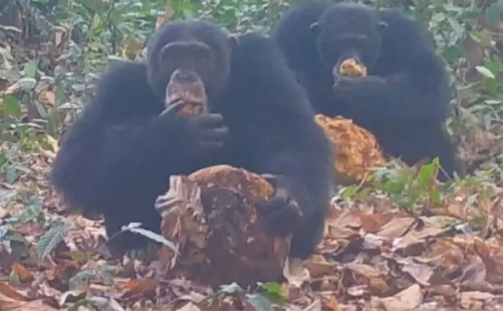 야생 침팬지들이 알코올이 든 과일을 함께 먹는 모습이 포착됐다. Current Biology / Anna Bowland et al. 제공