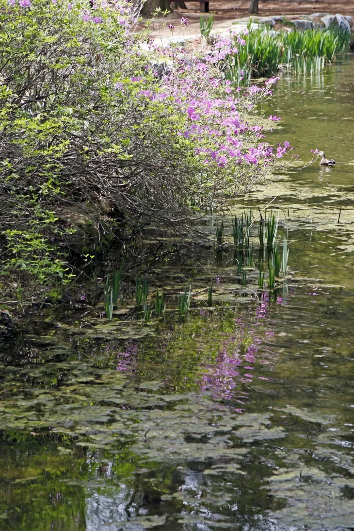 낙강물길공원은 수변의 꽃과 식물 그리고 다리 등이 인상주의의 대표 화가 클로드 모네의 작품을 떠올리게 한다.