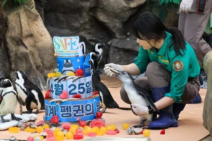 경기 용인 에버랜드에서 24일 진행된 세계 펭귄의 날 이벤트. 에버랜드 제공.