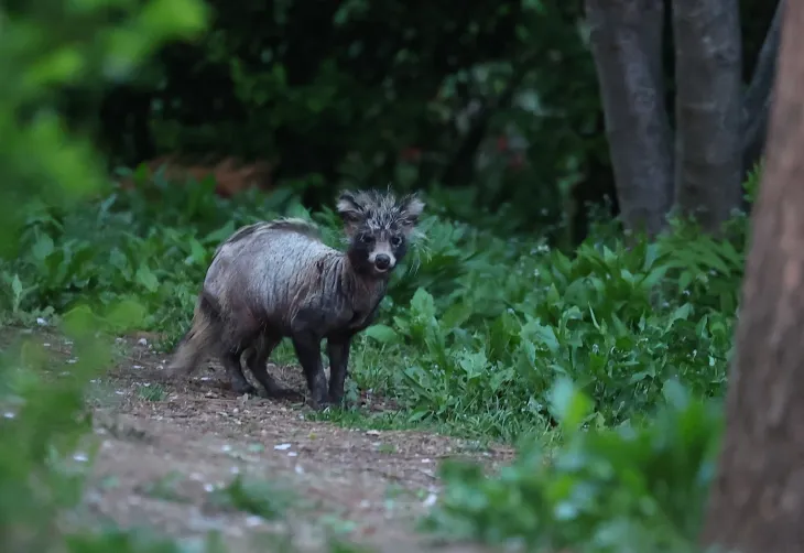 ‘너구리가 아파요’