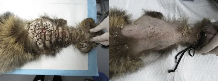 개선충증에 걸린 너구리의 피부가 상한 모습(왼쪽). 오른쪽은 치료 후 모습. 서울시야생동물센터 홈페이지.