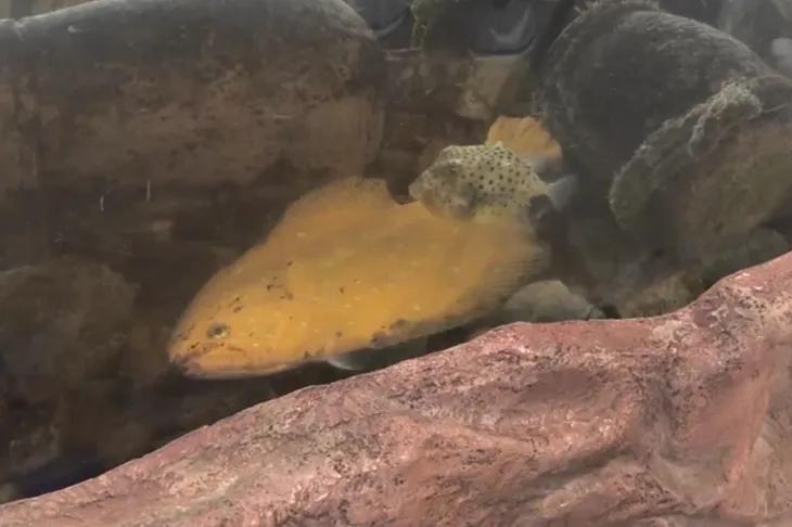 일본 후쿠이현 와카사만에서 잡힌 황금넙치. FBC뉴스 캡처