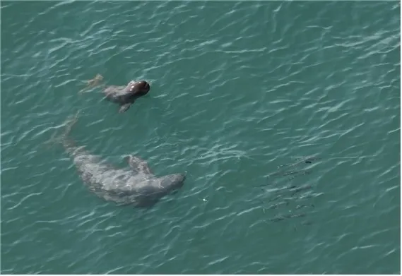 작년 1월부터 올해 4월까지 한려해상국립공원 근처 바다에서 포착된 만삭의 상괭이와 새끼. 2025.5.1 국립공원공단 제공