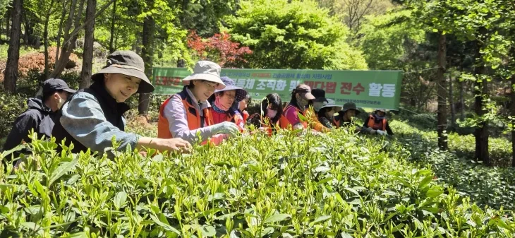 장미향 고려천태국제선차연구보존회 이사장과 김미영 전남소비자교육 순천지회장 등이 차잎을 따고 있다.