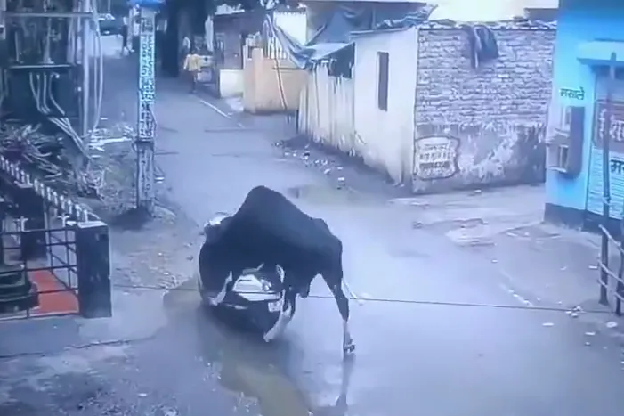 인도 우타라칸드 주 리시케시 지역에서 길을 가던 소가 오토바이를 몰고 있다. 엑스(X) 캡처