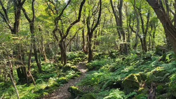 제주도 곶자왈.