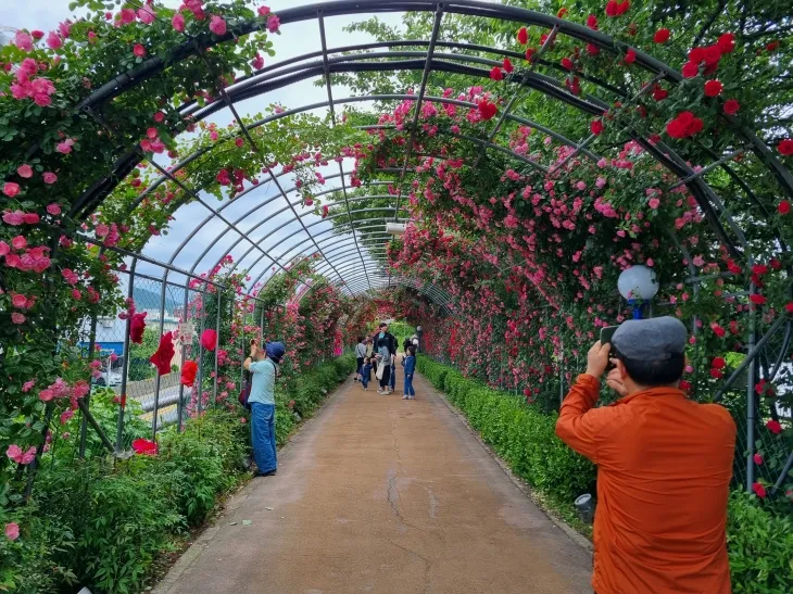 시민들이 풍덕동 장미터널에서 핸드폰으로 장미 사진을 담고 있다.