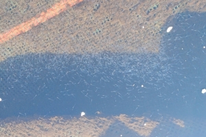 어린 도루묵 20만마리 동해에 풀어 기른다...국립수산과학원