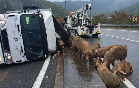 고속도로에 떨어진 돼지들. 경북소방본부