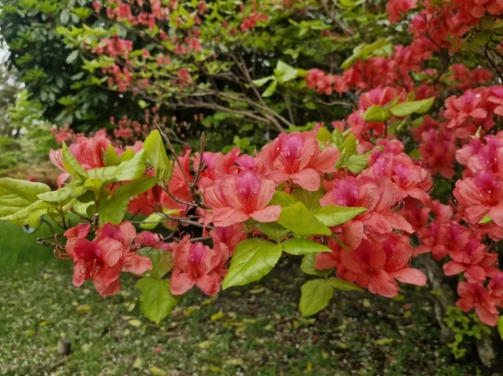 제주도 상징 꽃 참꽃이 어리목 탐방로 일대에서 피기 시작했다. 한라산국립공원관리소 제공