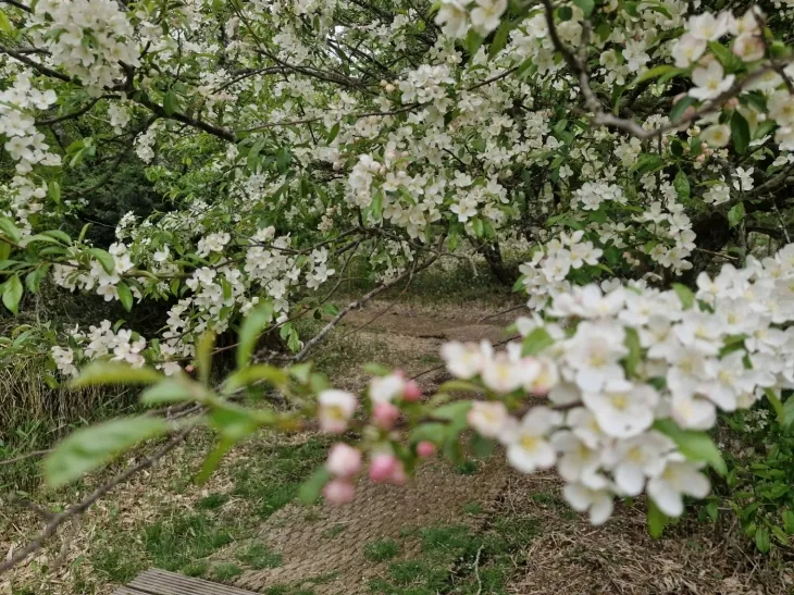 활짝 피면 흰색이 만발해지는 아그배나무가 어리목, 1100고지 습지 일대에서 만개하고 있다. 사진은 어리목 탐방로 일대에서 활짝 핀 아그배나무. 한라산국립공원관리소 제공