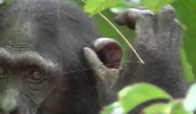 2021년 9월 8일(현지시간) 우간다 부동고 숲에 서식하는 침팬지 집단인 ‘손소’(Sonso)의 수컷 아성체(성체 직전의 개체)가 알 수 없는 이유로 다친 귀를 압박하기 전 손가락을 핥고 있다. 2025.5.14 진화 및 생태 첨단연구 게재 논문 자료