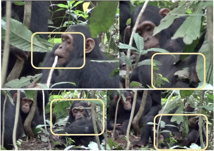 2021년 10월 13일(현지시간)  우간다 부동고 숲에 서식하는 침팬지 집단인 ‘손소’(Sonso)의 수컷 미성년 개체가 왼쪽 무릎을 다친 뒤 상처를 핥고 아열대 식물인 아칼리파의 줄기에서 잎사귀를 떼어 잘게 씹은 후 상처 부위에 바르거나 문지르고, 잎사귀로 상처를 두드리고 있다. 2025.5.14 진화 및 생태 첨단연구 게재 논문 자료