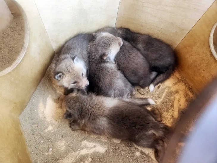 서울대공원에서 번식에 성공한 여우의 모습. 서울시 제공