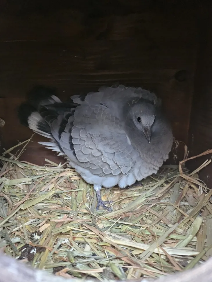 낭비둘기. 서울시 제공