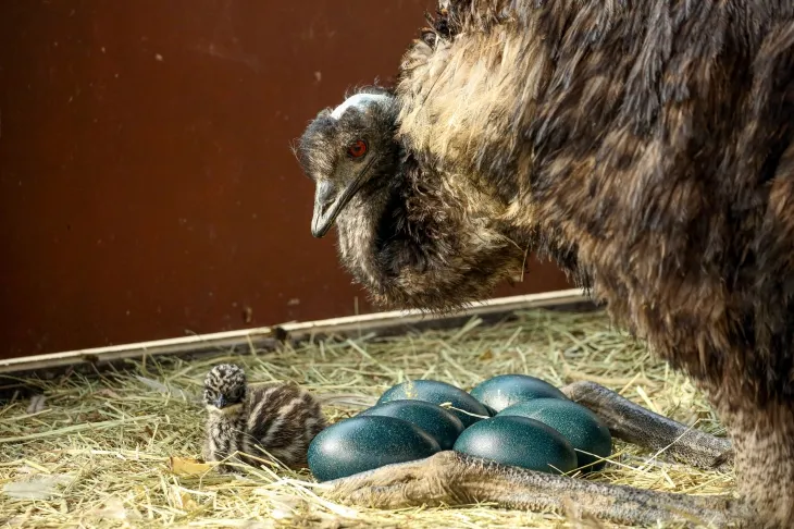 호주 대표 종 ‘에뮤’. 서울시 제공