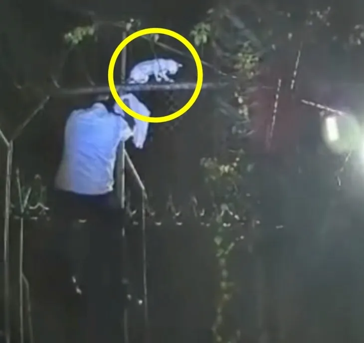 9일(현지시간) 남미 코스타리카 법무부는 지난 6일 리몬 지역 포코치주 교도소에 마약을 밀반입하려던 고양이가 붙잡혔다고 밝혔다. 2025.5.9 코스타리카 법무부