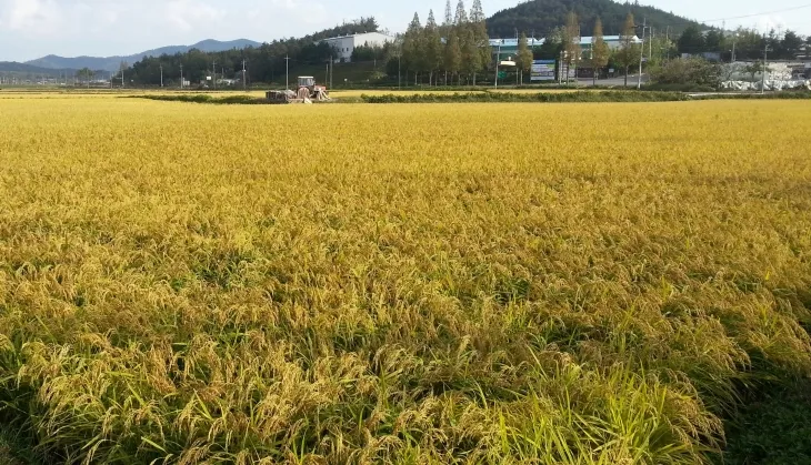 농작물 재해보험에 가입한 장성 벼 재배 논. 전남도 제공
