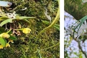 제주도, 멸종위기 비자란·석곡 복원 길 열었다