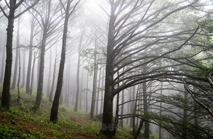 금탑사의 비자나무 숲.