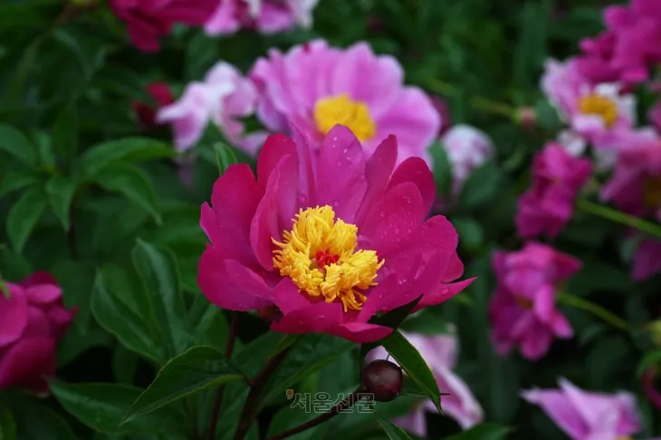 포두면 해안가의 작약꽃.