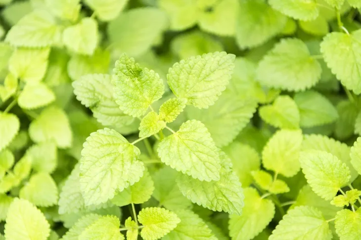 박하 자료 이미지. 픽사베이