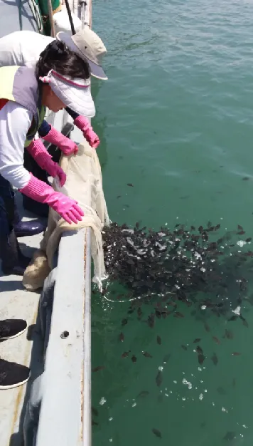넙치 치어 방류 현장 /부산시 제공