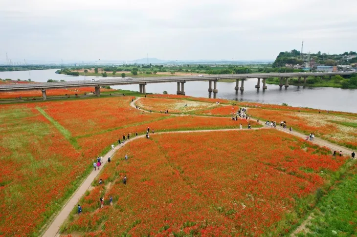 나주시 영산강 둔치체육공원에 조성된 붉은 꽃양귀비 단지 전경.