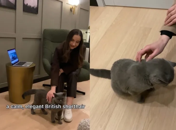 영국 에이비아마켓 사무실에 상주하는 고양이 제리. 에이비아마켓 인스타그램 캡처