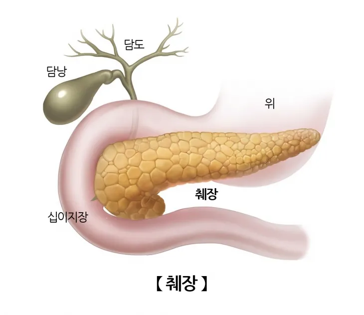 췌장 자료 이미지. 서울아산병원 제공