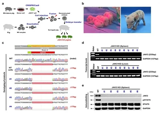 JAK3 유전자가 결손된 형질전환 미니돼지. 한국생명공학연구원 제공