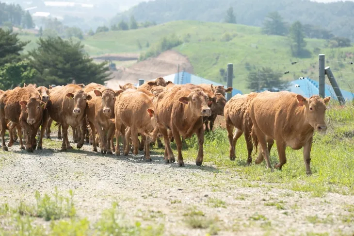 축사에서 방목되는 한우