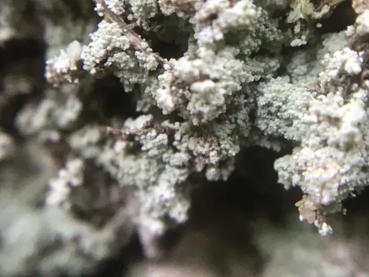 지의류의 일종인 Cladonia. Picturethis