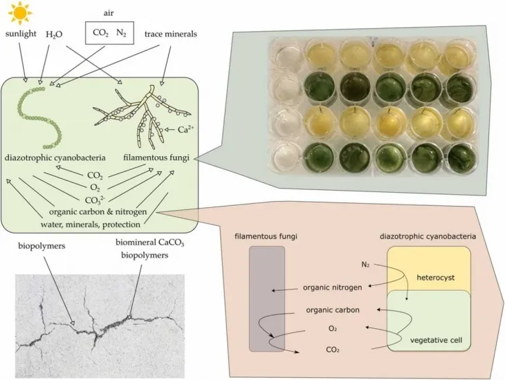 합성 지의류를 통해 자가 치유 콘크리트의 원리.