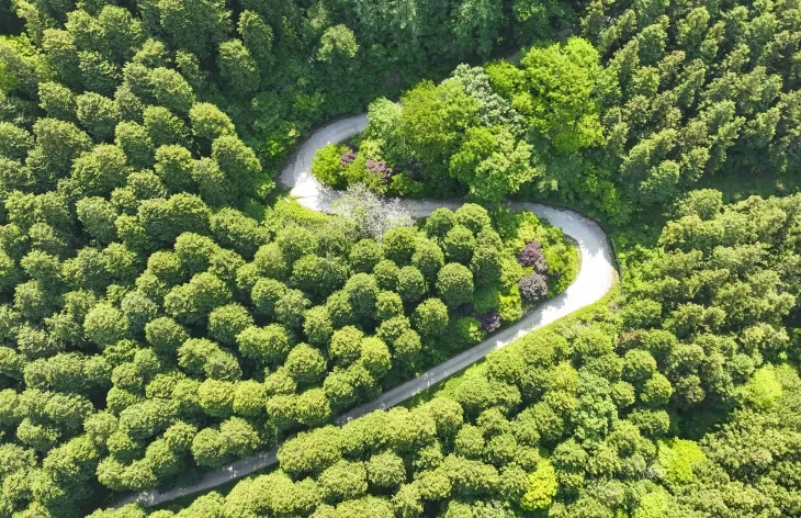 전남 장성군 축령산 편백숲. (장성군 제공)