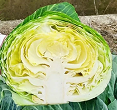 전남 해남지역에 이례적인 이상기후로 인해 봄배추와 양배추에서 집단 추대(抽苔, 꽃대 발생) 현상이 나타나 수확을 포기하는 농가가 속출하고 있다.