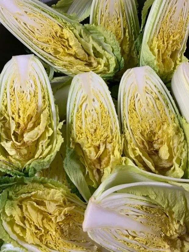 전남 해남지역에 이례적인 이상기후로 인해 봄배추와 양배추에서 집단 추대(抽苔, 꽃대 발생) 현상이 나타나 수확을 포기하는 농가가 속출하고 있다.