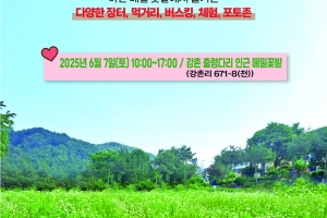 춘천 메밀꽃 페스타 7일 개최