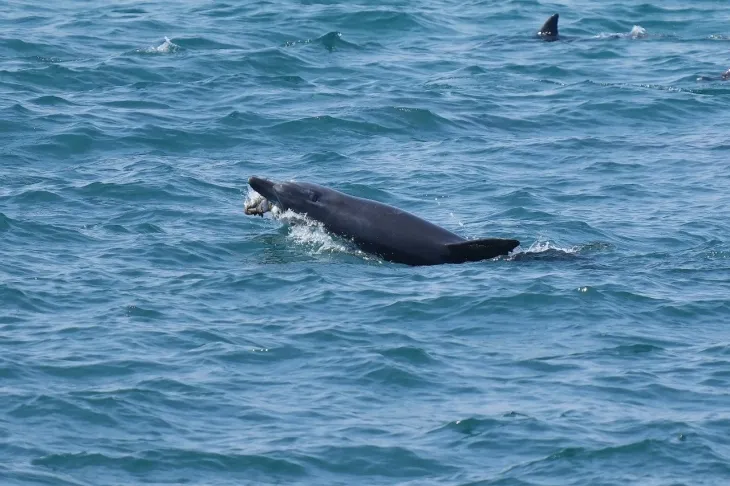 ‘지난 2일 중문 앞바다에서 사체로 발견되기 전 제주남방큰돌고래 ‘턱이’ 활동 모습. 제주대학교 고래 해양생물보전연구센터·다큐제주 제공