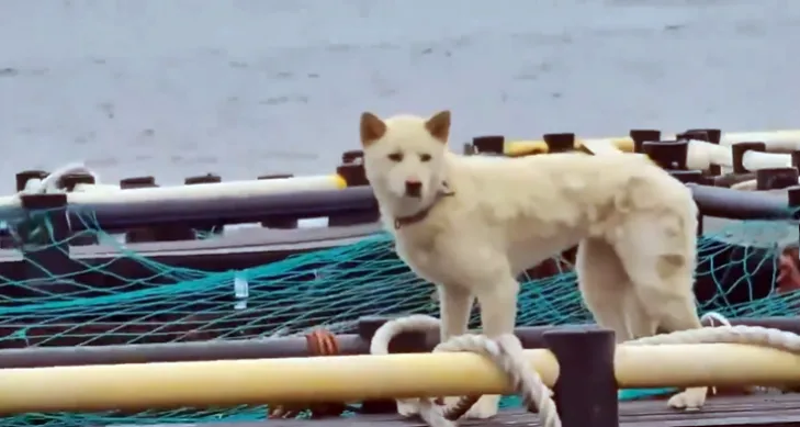 8일 제주 유기견·유기묘 보호소 ‘행복이네’는 서귀포시 안덕면 월라봉 앞바다에 설치된 한 가두리 양식장에 백구 한 마리가 묶여있다는 제보를 받았다. 이후 행복이네는 9일 동물보호단체 ‘케어’와 공동 구조 작업에 나섰으나, 한발 빠르게 백구를 데려간 견주는 동물 학대 혐의를 부인하고 있다. 2025.6.8 행복이네