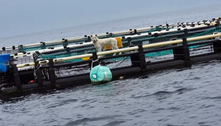 8일 제주 유기견·유기묘 보호소 ‘행복이네’는 서귀포시 안덕면 월라봉 앞바다에 설치된 한 가두리 양식장에 백구 한 마리가 묶여있다는 제보를 받았다. 이후 행복이네는 9일 동물보호단체 ‘케어’와 공동 구조 작업에 나섰으나, 한발 빠르게 백구를 데려간 견주는 동물 학대 혐의를 부인하고 있다. 2025.6.8 행복이네