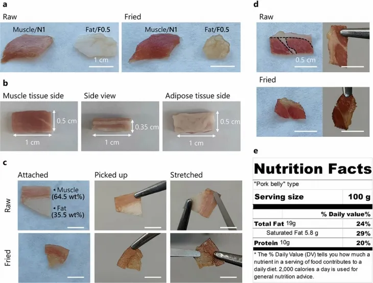 자가치유형 지지체로부터 배양한 근육, 지방 세포 및 ‘마블링’ 배양육 제조 결과물. 서강대 제공