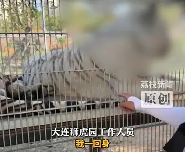 중국 랴오닝성 다롄의 한 동물원에서 한 남성 관람객이 호랑이 우리를 향해 손을 뻗어 호랑이를 찌르는 모습을 담은 영상이 온라인에서 확산됐다. 자료 : 중국 온라인 커뮤니티