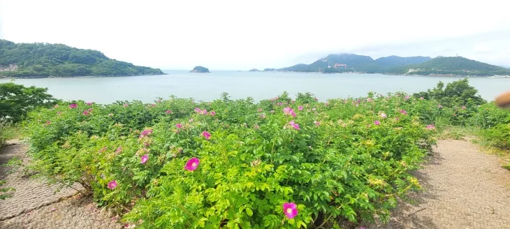영광군 백수해안도로 대신항 주변 해당화 군락지에 꽃이 만개했다. (영광군 제공)