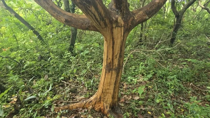 제주자연의벗 제공