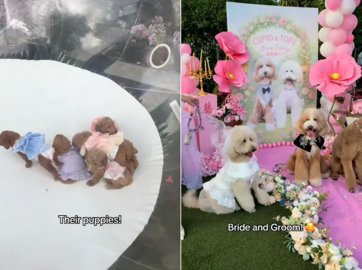 지난 14일(현지시간) 싱가포르에서 열린 푸들 커플의 결혼식이 틱톡에서 화제를 모았다고 현지 매체 스트레이츠타임스가 전했다. 틱톡 계정 ‘baconlee.puipui’ 캡처