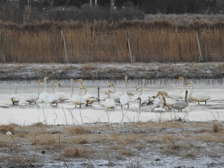 지난 1월 연꽃 복원습지에서 쉬고 있는 큰고니 무리