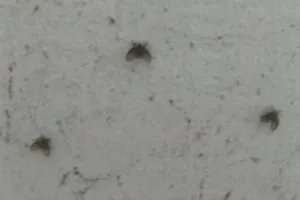 살아있는 유충 토해낸 아이, 화장실 ‘하트 벌레’였다…중국서 무슨 일이