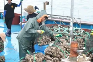 전남도, 개체굴 중국 첫 직수출